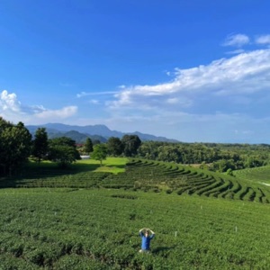 La frontière 🇹🇭 🇲🇲 🇱🇦, la plantation Choui Fong Tea et quelques endroit du Triangle d'or 🙌 #thailand #nature